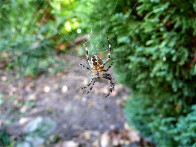 Araneus diadematus (European garden spider) in an orb web. It was found in a garden in Liss, Hampshire, England. photo