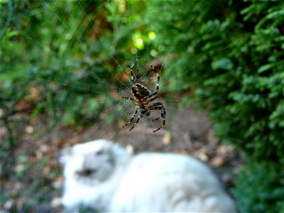 Araneus diadematus (European garden spider) in an orb web. It was found in a garden in Liss, Hampshire, England. A Felis catus (domestic cat) is also shown in the background. photo