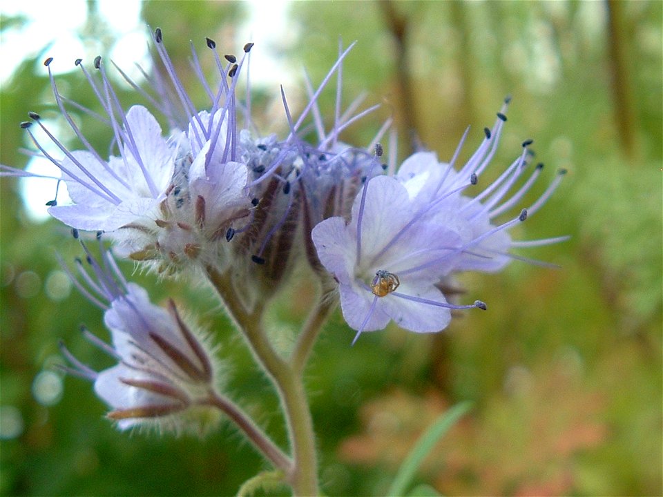 Baby garden spider on a stamen of lacy phacelia, probably feeding on pollen.