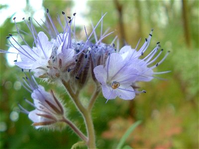 Baby garden spider on a stamen of lacy phacelia, probably feeding on pollen.