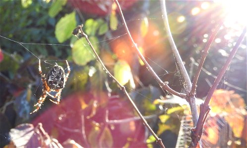 Araneus diadematus photo