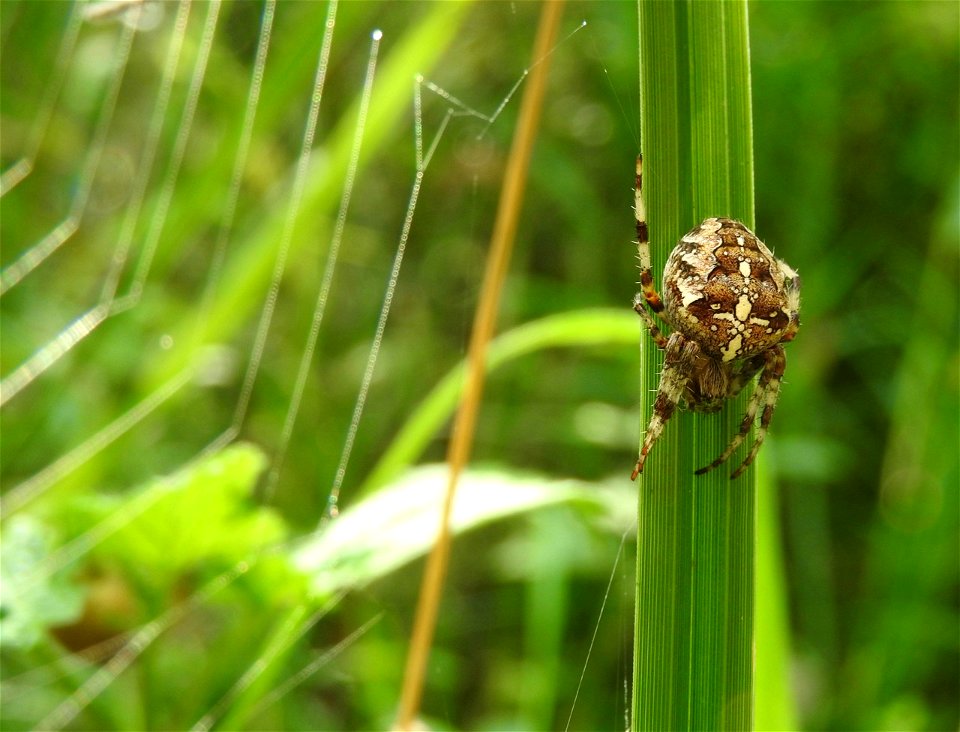 Araneus diadematus

Lackford Lakes, Suffolk