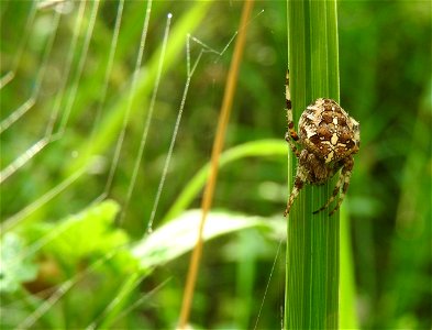 Araneus diadematus Lackford Lakes, Suffolk photo