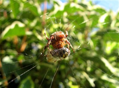 A Garden Spider with a wasp, Prawno photo