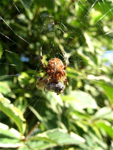 A garden spider with a wasp 2, Prawno Other_versions=File:Garden Spider with Wasp.jpg photo