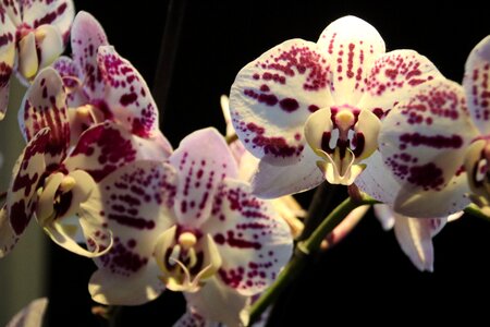 Close up exotic flowers