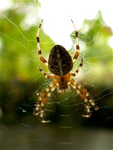 Gartenkreuzspinne (Araneus diadematus) photo