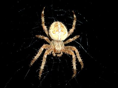 Gartenkreuzspinne (Araneus diadematus)