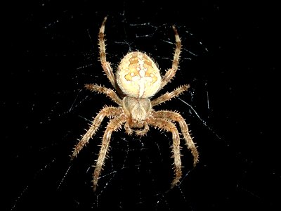 Gartenkreuzspinne (Araneus diadematus) photo