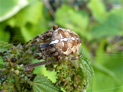 Gartenkreuzspinne photo