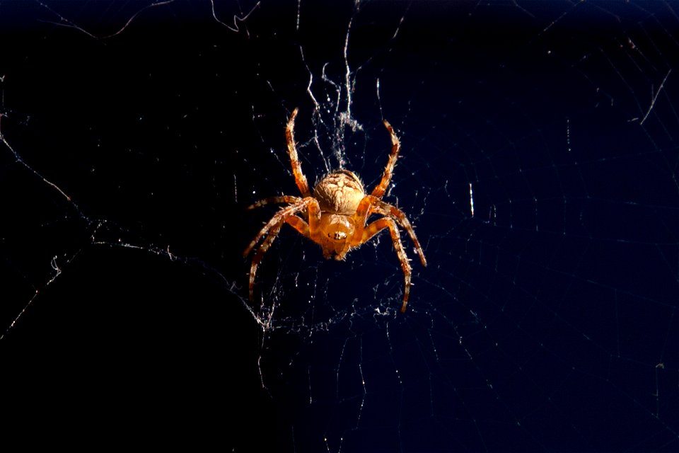 Kreuzspinne im Netz
