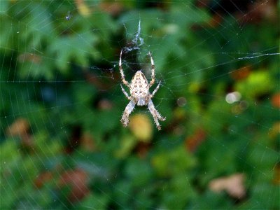 Kreuzspinne in einem Netz, größer als 6 m2,02. Okt. 2021 photo