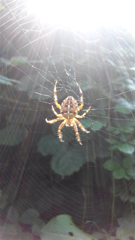 Kreuzspinne im Netz bei Gegenlicht