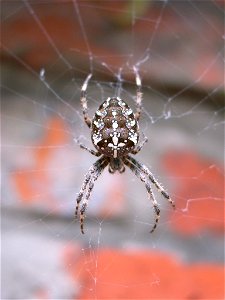 Araneus Diadematus top shot