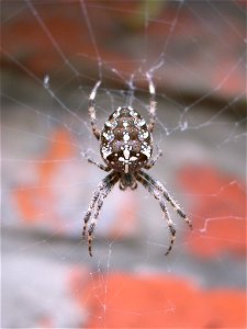 Araneus Diadematus top shot photo