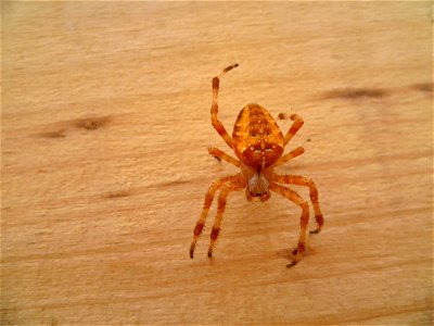 kruisspin - Araneus diadematus - cross spider photo