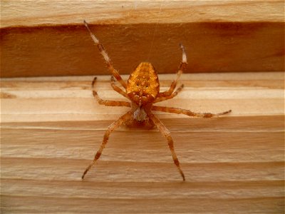 kruisspin - Araneus diadematus - cross spider photo