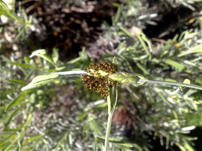 Recently hatched spiders