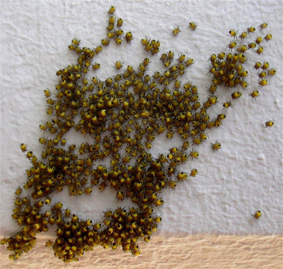 Ein Spinnennest - selbst fotografiert Anfang Mai 2005