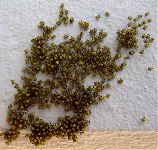 Ein Spinnennest - selbst fotografiert Anfang Mai 2005 photo