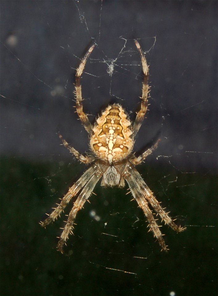 A juvenile female Araneus diadematus
