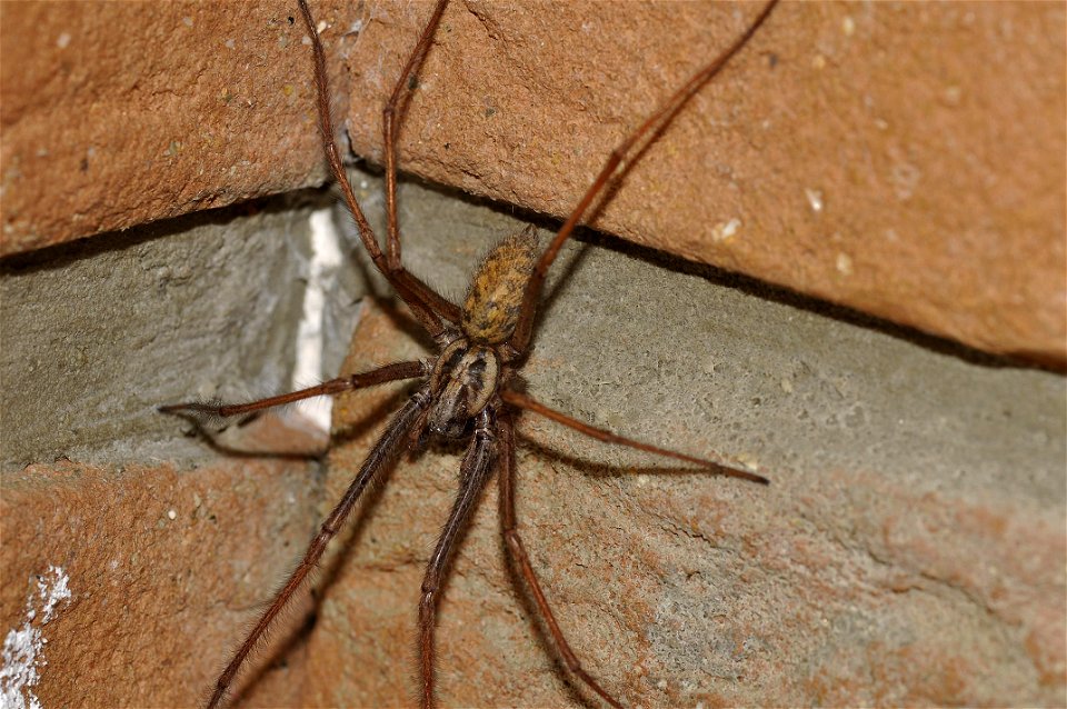 Eratigena atrica (C. L. Koch, 1843)