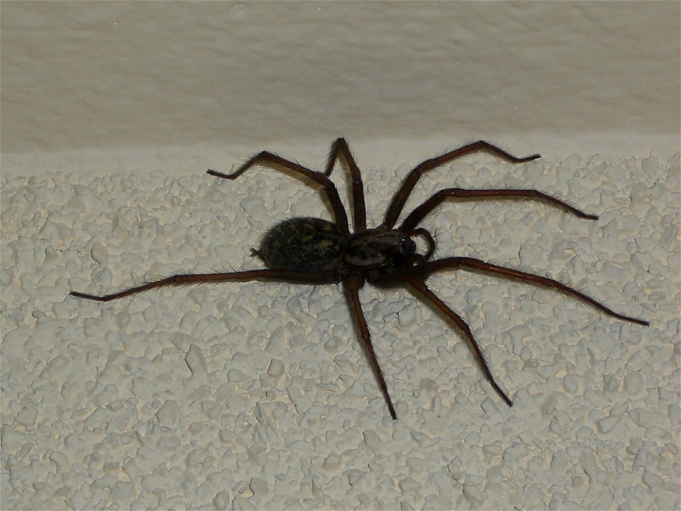 Tegenaria Duellica, picture taken in Amsterdam, The Netherlands
