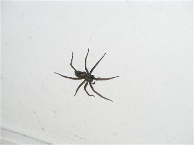 Some spider