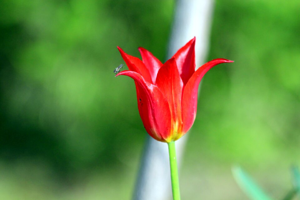No one flower plant