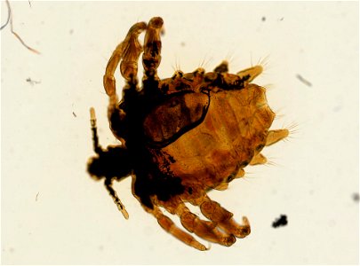 PRESERVED_SPECIMEN; ; ADULT; microslide; ; IZ number 93612; lot count 1; Microslide 01, balsam, whole mount; adult; photo