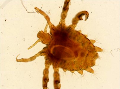 PRESERVED_SPECIMEN; ; ADULT; microslide; ; IZ number 93624; lot count 1; Microslide 01, balsam, whole mount; adult;