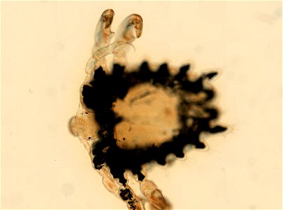 PRESERVED_SPECIMEN; ; ADULT; microslide; ; IZ number 93629; lot count 1; Microslide 01, balsam, whole mount; adult; 1943-01-01T00:00:00Z photo