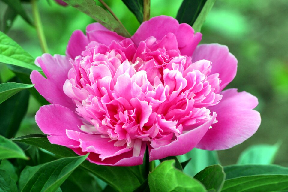 Leaves petals spring-flowering