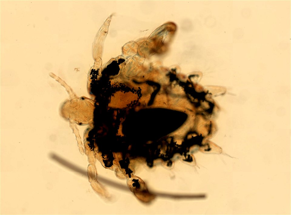 PRESERVED_SPECIMEN; ; ADULT; microslide; ; IZ number 93635; lot count 1; Microslide 01, balsam, whole mount; adult; 1943-01-01T00:00:00Z