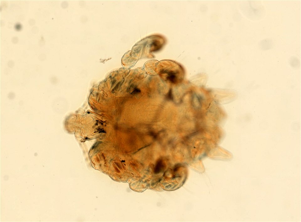 PRESERVED_SPECIMEN; ; ADULT; microslide; ; IZ number 93636; lot count 1; Microslide 01, balsam, whole mount; adult; 1943-01-01T00:00:00Z
