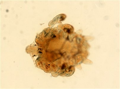 PRESERVED_SPECIMEN; ; ADULT; microslide; ; IZ number 93636; lot count 1; Microslide 01, balsam, whole mount; adult; 1943-01-01T00:00:00Z