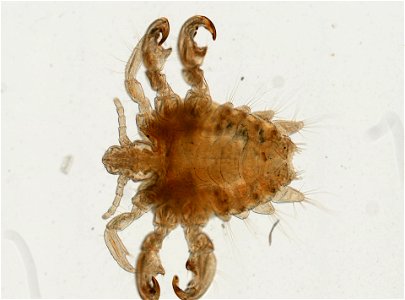 PRESERVED_SPECIMEN; FEMALE; ; microslide; ; IZ number 93638; lot count 1; Microslide 01, balsam, whole mount; female; other number P9.572;