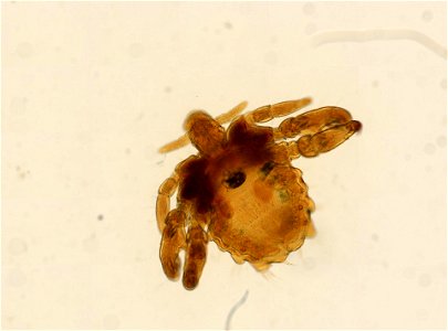 PRESERVED_SPECIMEN; ; ADULT; microslide; ; IZ number 93639; lot count 1; Microslide 01, balsam, whole mount; adult; photo