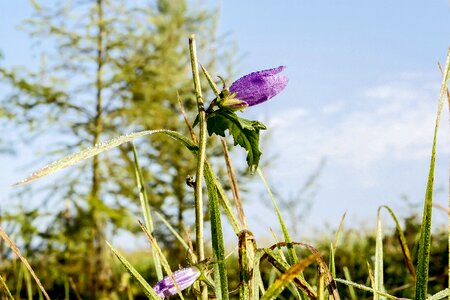 Dewdrop purple background