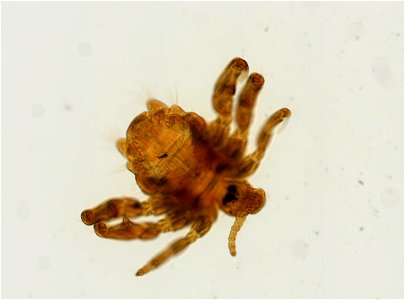 PRESERVED_SPECIMEN; ; ADULT; microslide; ; IZ number 93645; lot count 1; Microslide 01, balsam, whole mount; adult; photo