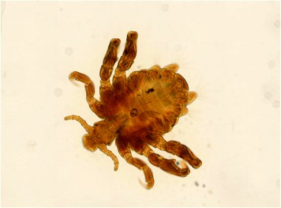 PRESERVED_SPECIMEN; ; ADULT; microslide; ; IZ number 93647; lot count 1; Microslide 01, balsam, whole mount; adult; photo