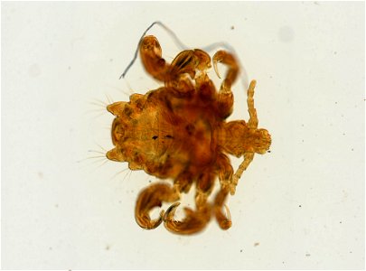 PRESERVED_SPECIMEN; ; ADULT; microslide; ; IZ number 93651; lot count 1; Microslide 01, balsam, whole mount; adult;