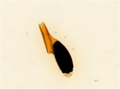 PRESERVED_SPECIMEN; ; ; microslide; ; IZ number 93660; lot count 1; Microslide 01, balsam, whole mount; egg;