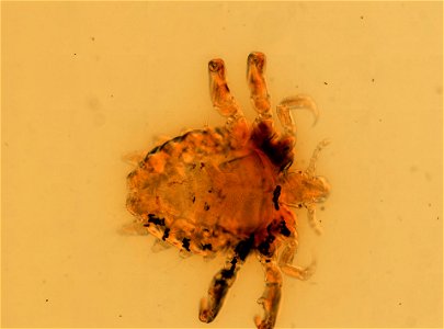 PRESERVED_SPECIMEN; ; ; microslide; ; IZ number 93874; lot count 1; Microslide 01, balsam, whole mount;