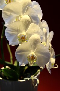 White exotic flowers photo