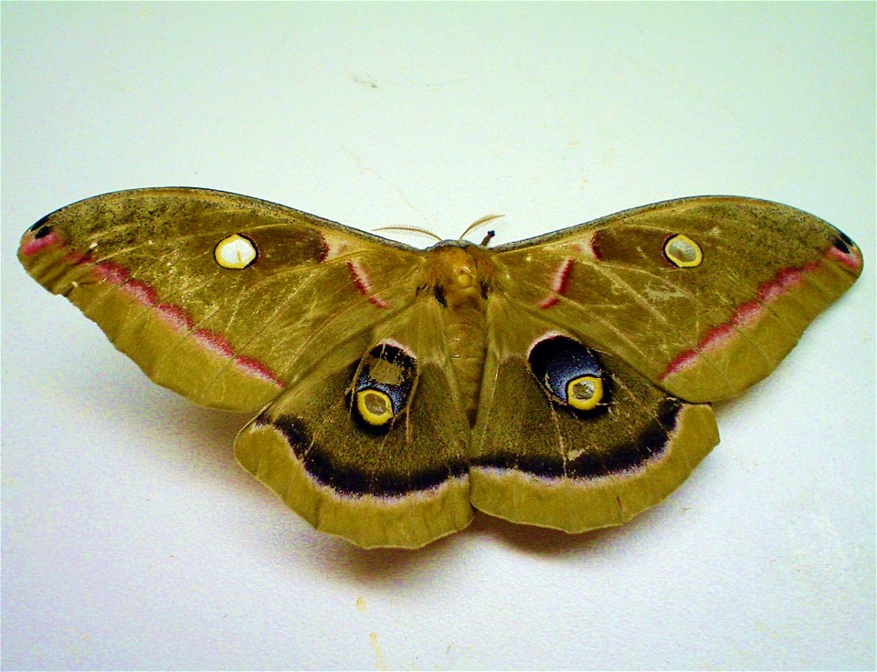 Antheraea polyphemus.  I pick up this moth in a parking lot in POMPANO BEACH FLORIDA on  3-10-2010 at appox. 8:45pm.