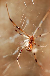 Stunning Brown Widow