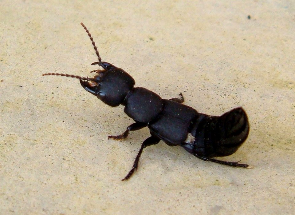 A Devil's Coach Horse.