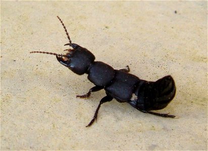 A Devil's Coach Horse.