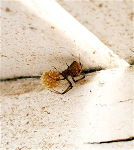 Brown Widow with her egg sac, on St. Kitts.